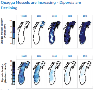 Increasing amounts of quagga mussels are depicted in Lake Michigan by an increasing amount of blue until the entire lake is covered 1994- 2015. The reverse is shown in the declingin of Diporeia as the lake goes from mostly blue to very small sections of very light blue color.
